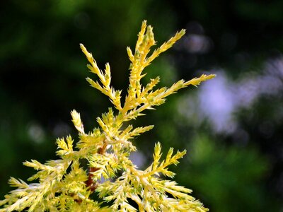 The background thuja garden