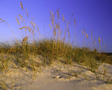 Sand dune