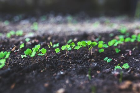 Grow growing young