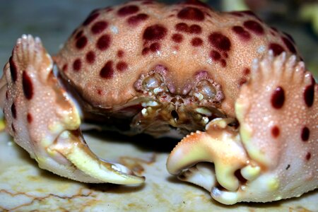 Crab diet dinner