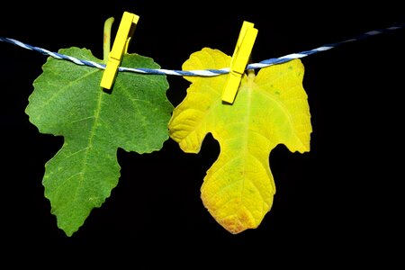 Beautiful Photo darkness decoration