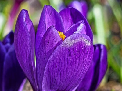 Close-up spring nature photo