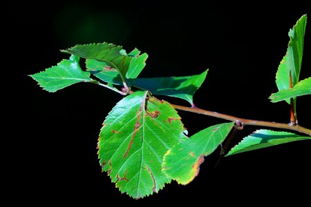 Tree apple tree nature photo