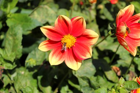 Dahlia blossom bloom
