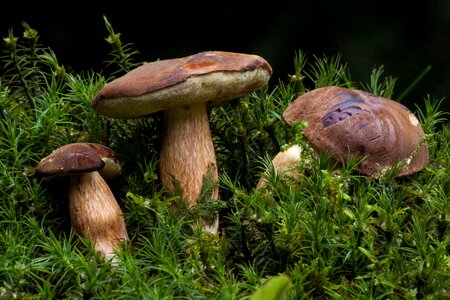 Called brown cap mushroom dick placidus relative