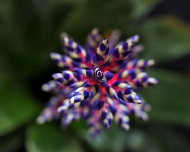 Colors aechmea blue tango