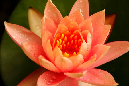 Lotus flower nature plant photo