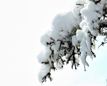 Snow Branch photo