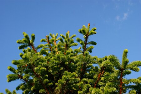 Green blue sky tree