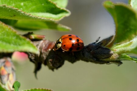 Ladybug garden plant