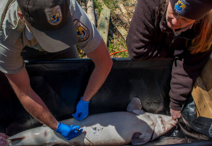 USFWSFisheries worker performs procedure to implant transmitter in lake sturgeon-2