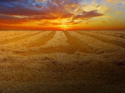 Field nature landscape