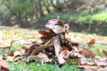 Litter gathered heap