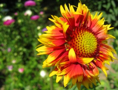 Colorful flower flower garden photo