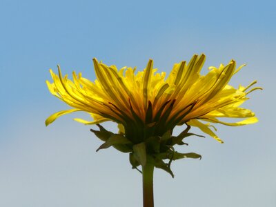 Pointed flower nature yellow photo