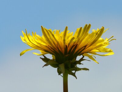 Pointed flower nature yellow