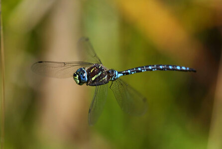 Canada darner 