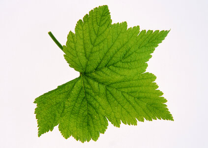 brightly green maple leaf photo