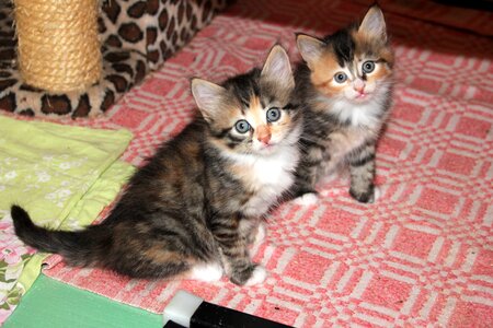 Adorable animal animals