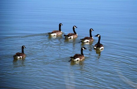Aquatic Bird bathe geese photo