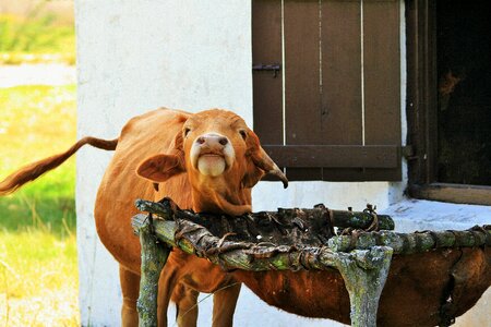 Farm red brown photo