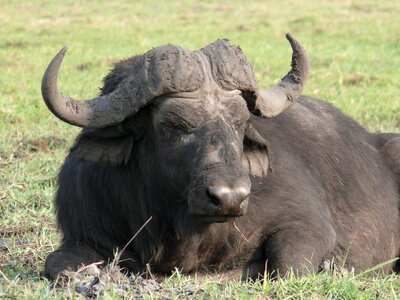 Africa botswana chobe photo