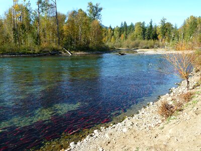 Adams river british columbia canada photo