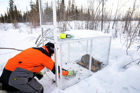 Newly captured and sedated Canada lynx