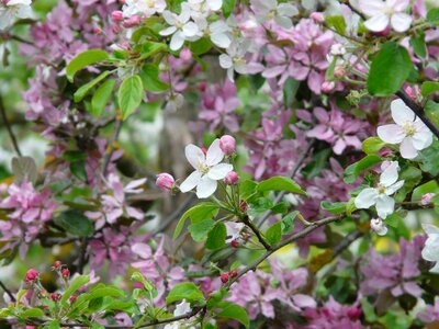 Bloom apple tree white photo