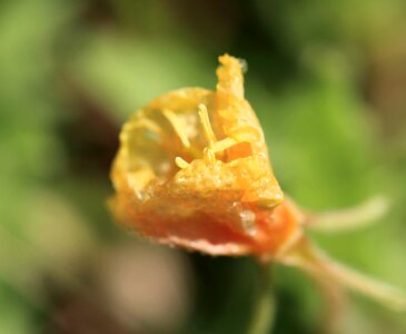 Beautiful Flowers biology blooming