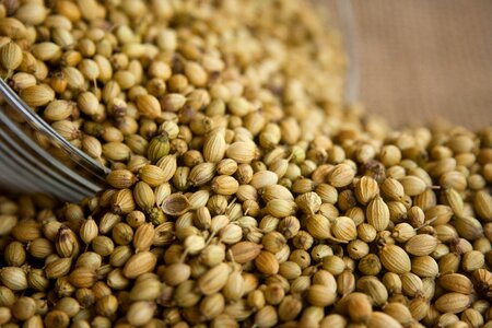 Ingredient seasoning herb