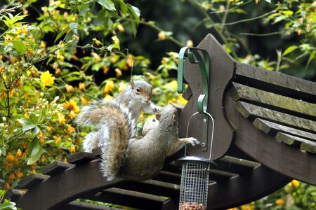 Fight grey outdoor