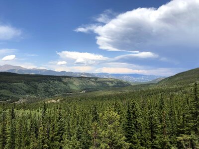 Evergreen forest panorama photo