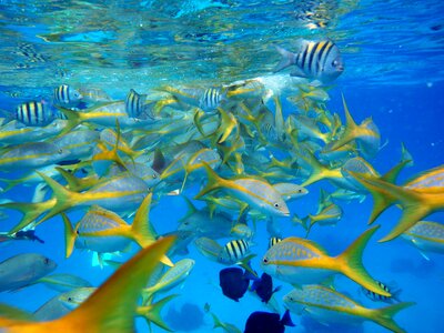 Fish animals nature