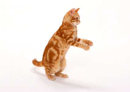 Ginger Cat isolated over white background