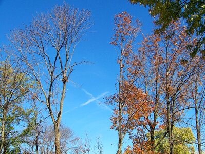 Airplane blue sky photo