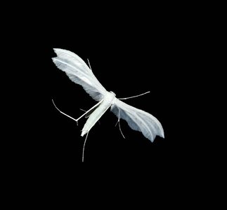 Moth night nature
