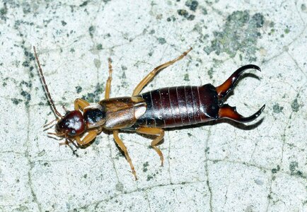 Insects forticula auriculata