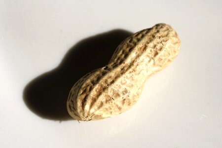 Peanut seed shadow photo