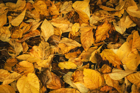 Background of Autumn Leaves photo