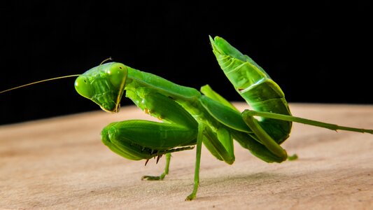 Fishing locust green close up photo