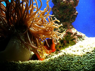 Sea aquarium plant