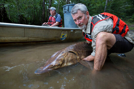 Fisheries biologist releases Gulf sturgeon -1