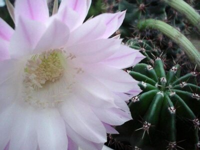 Blossom cactus white photo