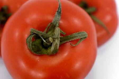 Fresh vegetable tomato photo