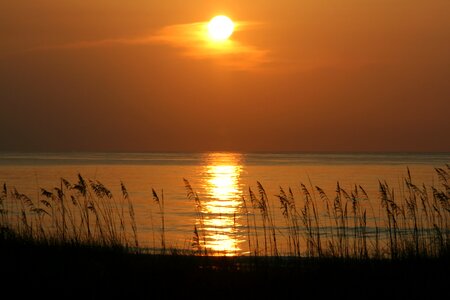 Plants nature sunset photo