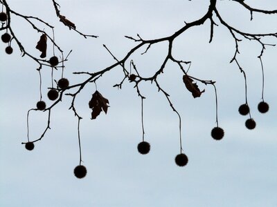 Fruits branch branches