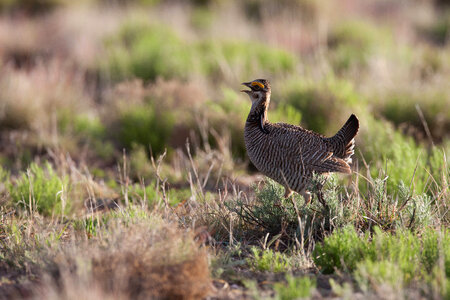 Lesser Prairie-Chicken-10 photo