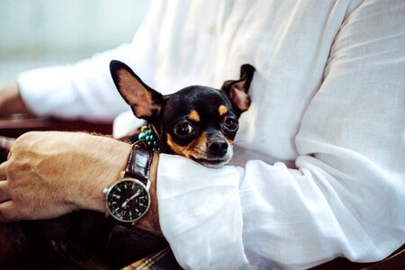 Canine loved cute