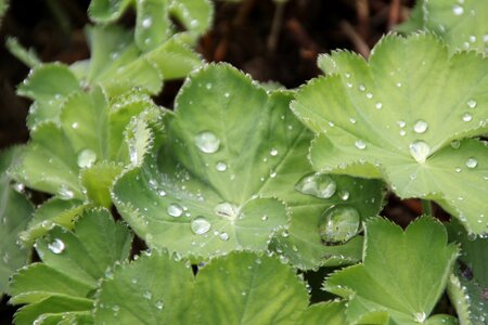 Drop of water leaf dew photo